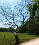 Tree - Faringdon Park